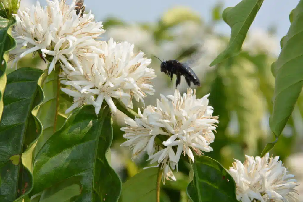 Cafezal em flor durante início do novo ciclo produtivo