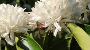 Cafezais voltam a florir após chegada das chuvas no Cerrado Mineiro