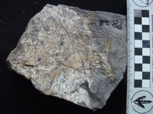 fossil peixe