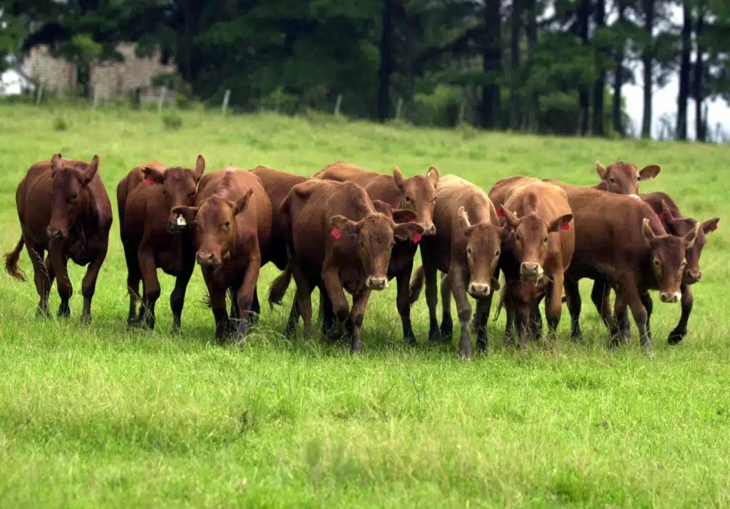 Elevação da arroba do boi gorno não tem impacto imediato no preço dos cortes da carne