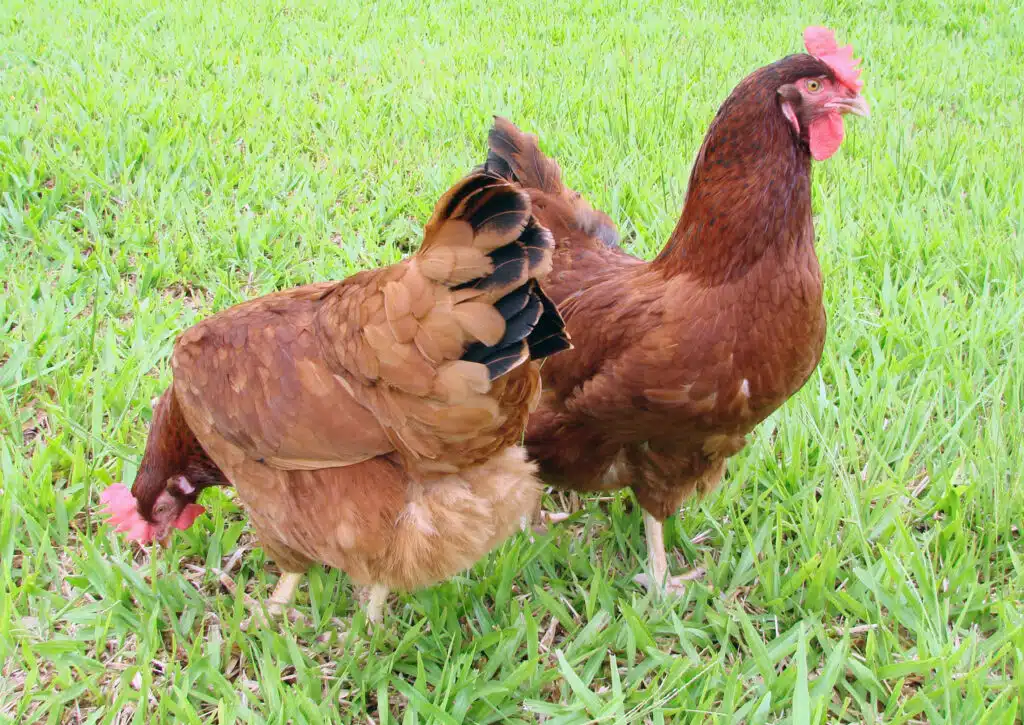 Galinhas poedeiras em produção comercial de ovos no Brasil