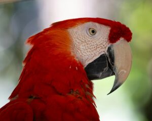 Araracanga (Ara macao, também conhecida como arara-vermelha-pequena)