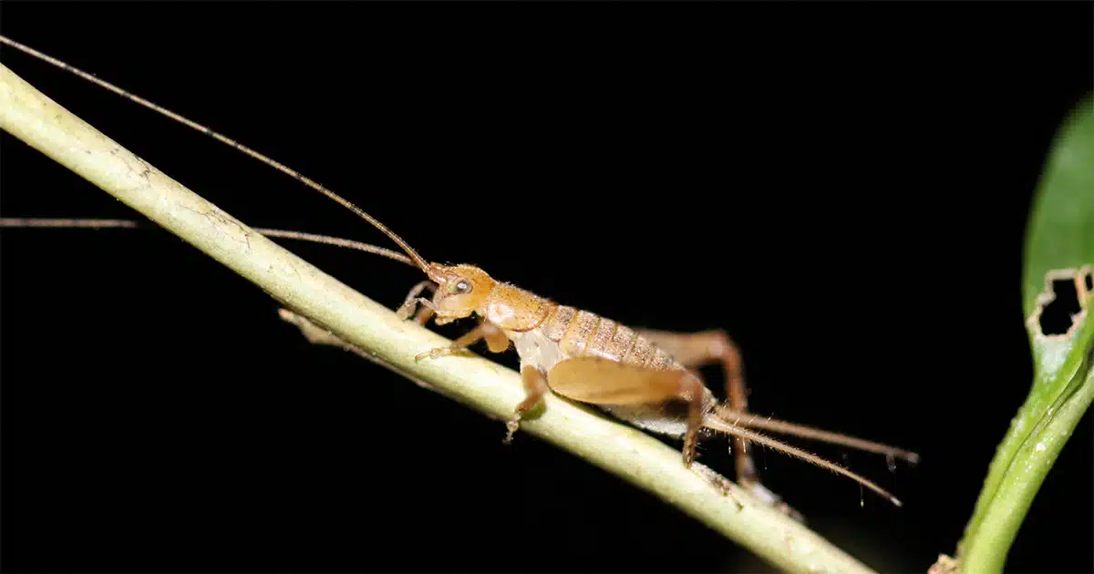 Estudo com 107 espécies mostra por que grilos deixaram de cantar ao longo da evolução