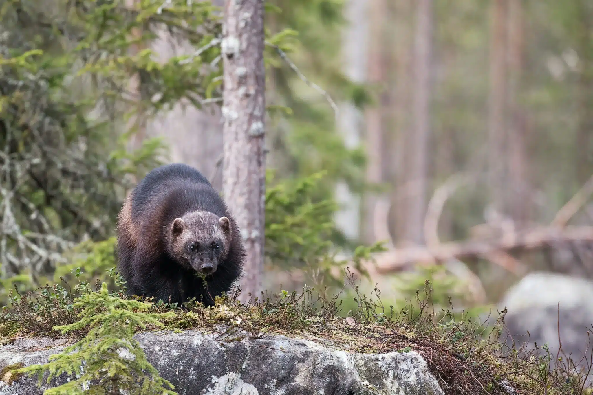 Carcaju%3A%20animal%20que%20inspirou%20Wolverine%20est%C3%A1%20desaparecendo%20