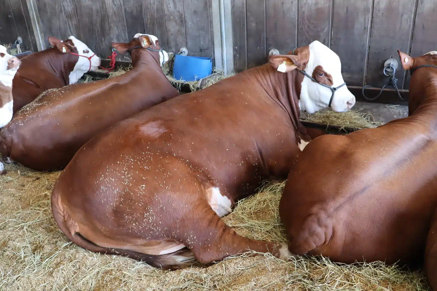 Jasmine, a vaca mais pesada da Expointer faz sucesso no evento