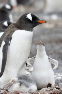 pinguim