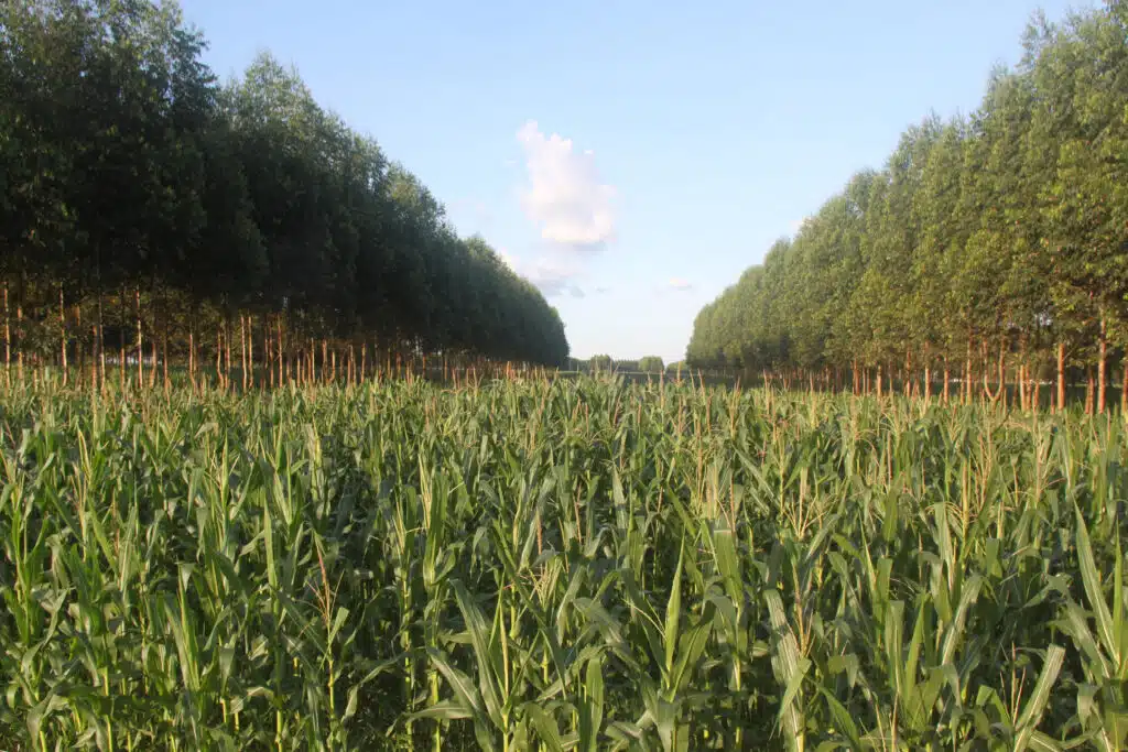 Agricultura de precisão auxilia na definição de zonas de manejo dentro da propriedade rural