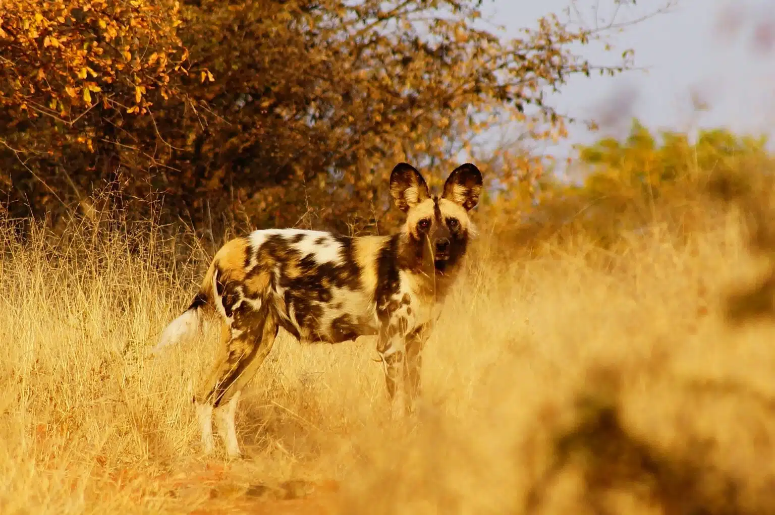 C%C3%A3es-selvagens%20percorrem%204.126%20km%20pela%20%C3%81frica