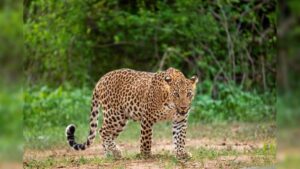Leopardo em área de plantação de chá