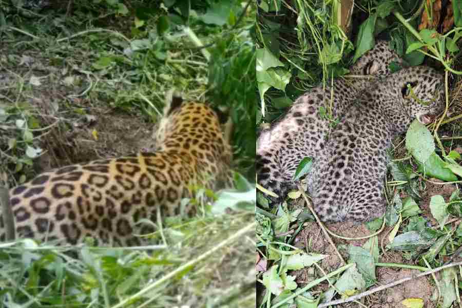 Dois filhotes foram encontrados dentro da Taipoo Tea Estate, em Bagdogra