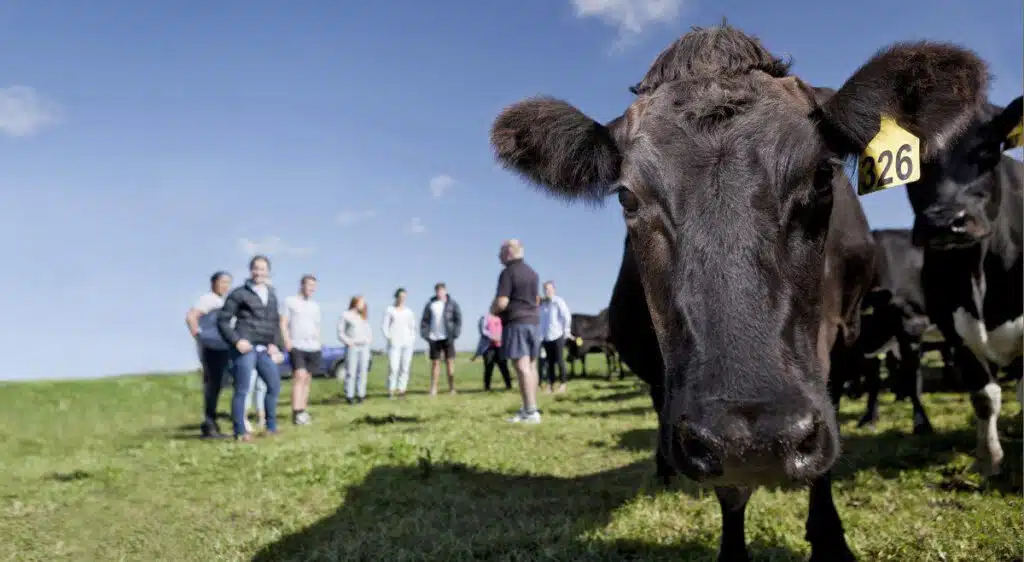Vaca leiteira em pastagem durante atividade de pesquisa sobre produção e qualidade do leite.