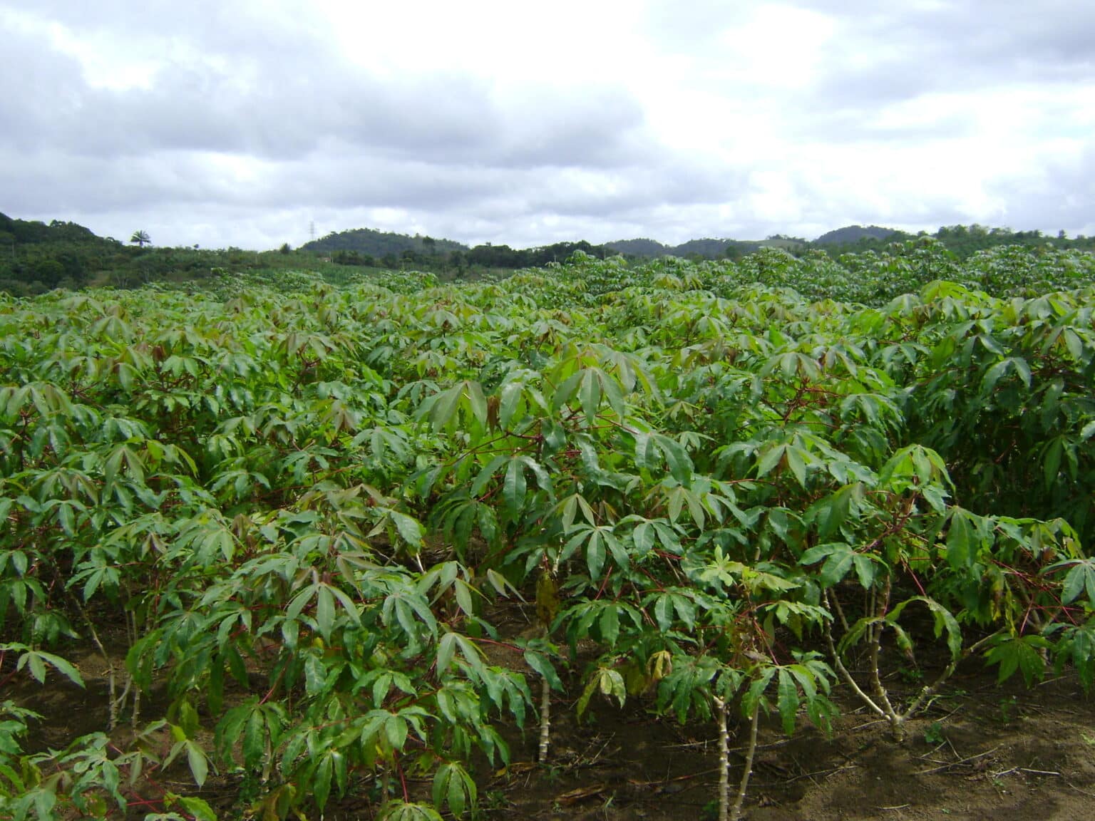 Mandioca%20atinge%20maior%20pre%C3%A7o%20desde%20fevereiro%20de%202025