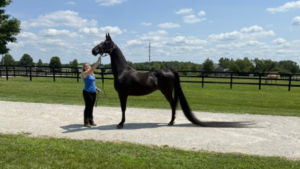 maior cauda de cavalo