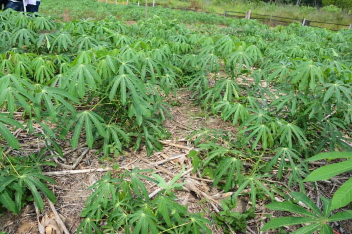 Cultivo de mandioca em sistema de plantio de direto