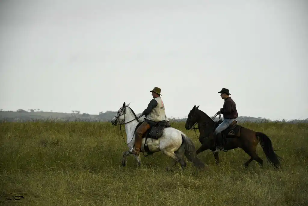 Cavaleiros montados em cavalos Mangalarga Marchador durante cavalgada no campo
