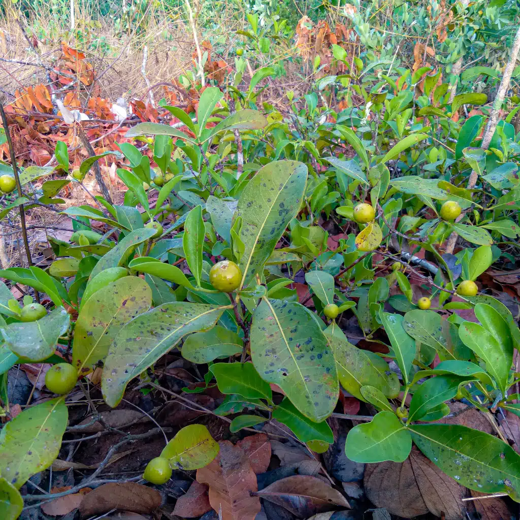 Marmelada-nativa: o fruto silvestre que vira geleia, doce e até café