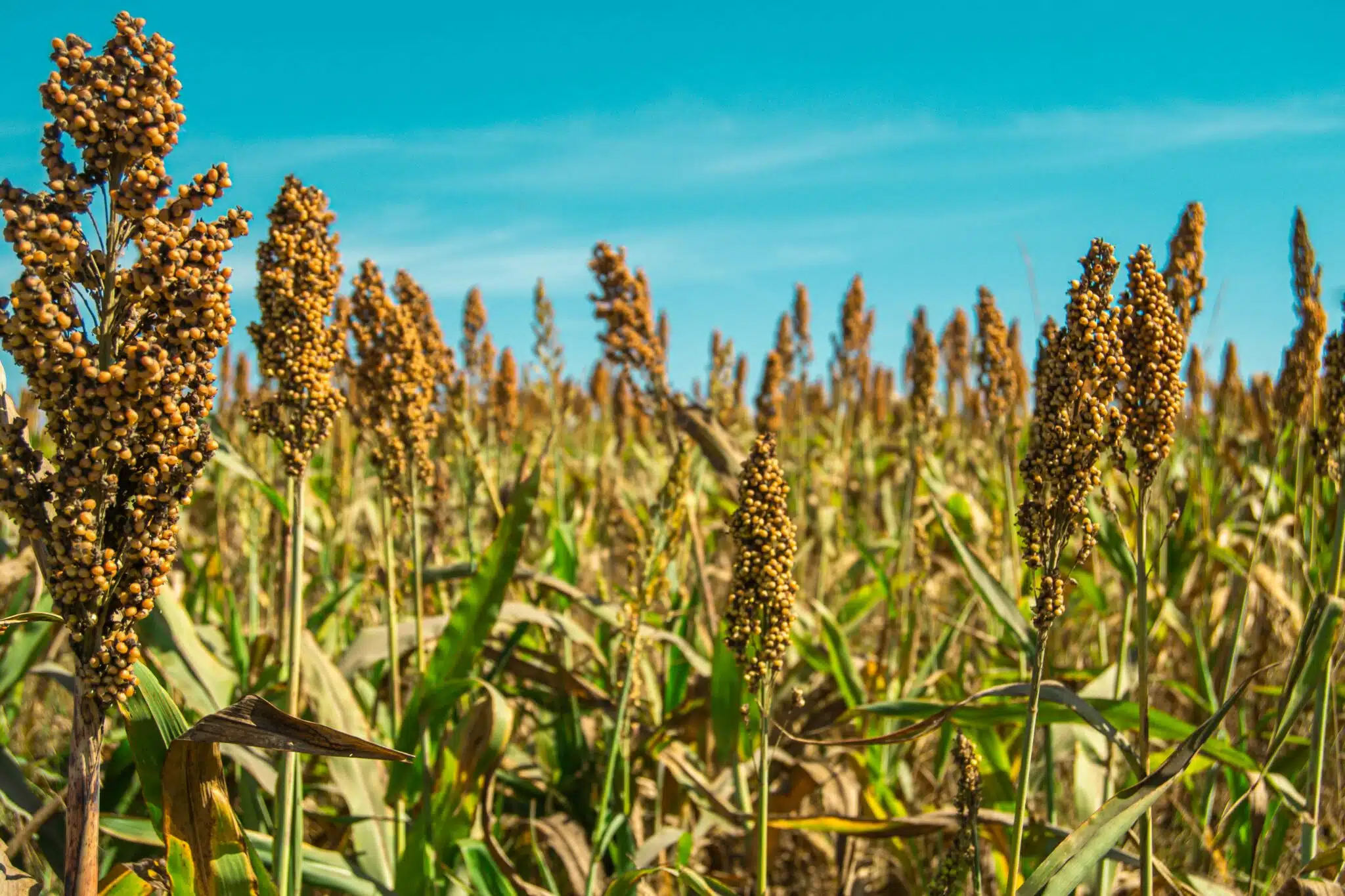 sorgo