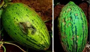 melancia