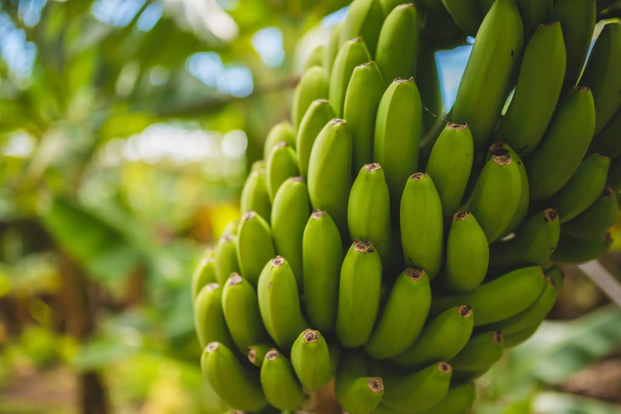 bananas