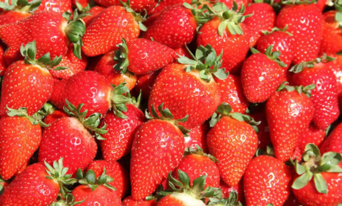 morango