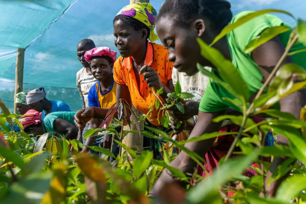 Colheita de alimentos em Moçambique