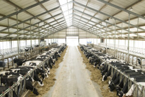 vacas