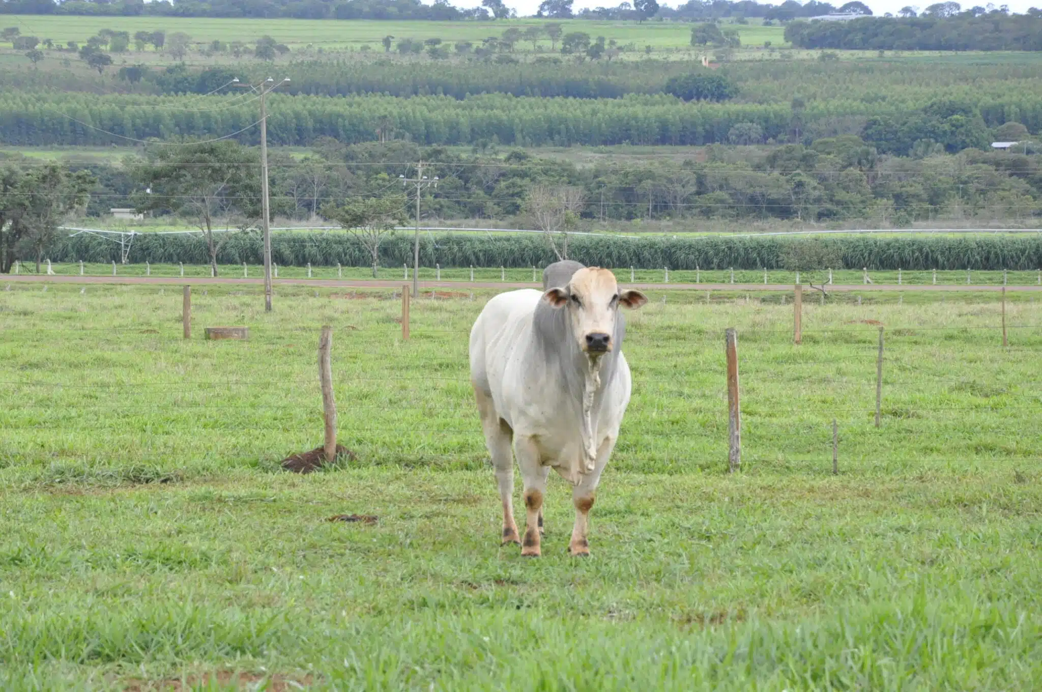 Touro Nelore criado a pasto em estudo sobre conversão de alimento em carne