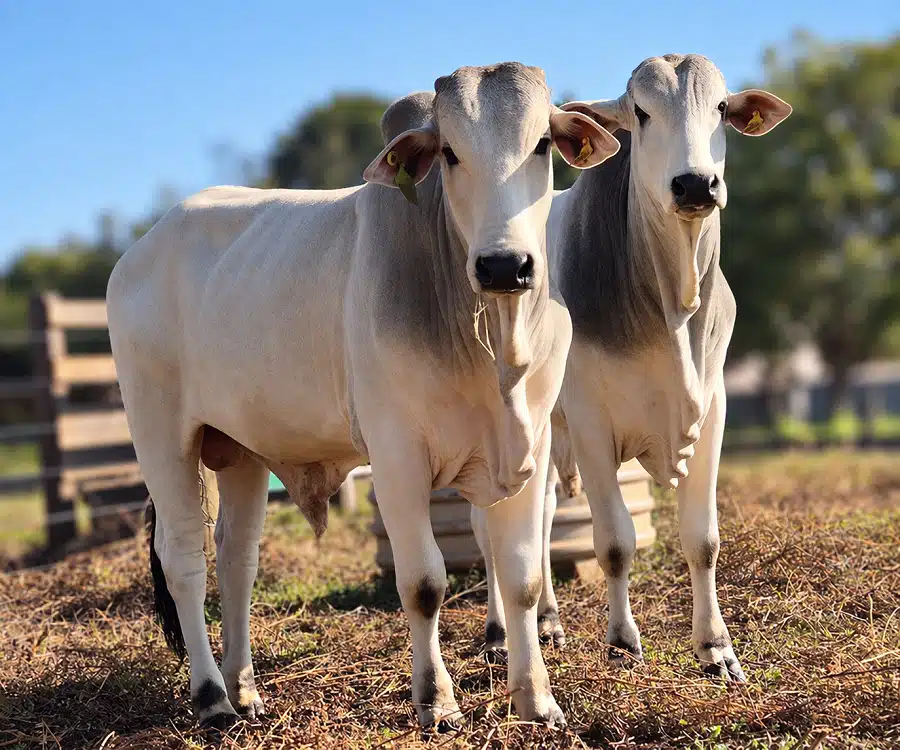 Tourinho Nelore em área de pastagem durante pesquisa sobre eficiência alimentar de bovinos