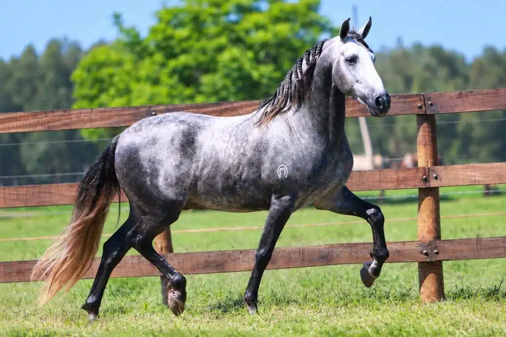 Noturno da Diesel, cavalo Mangalarga Marchador campeão dos campeões de marcha batida em 2024.