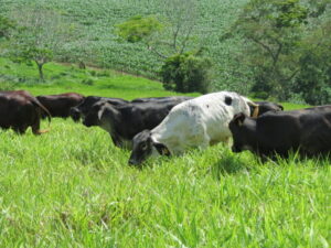 novilhas