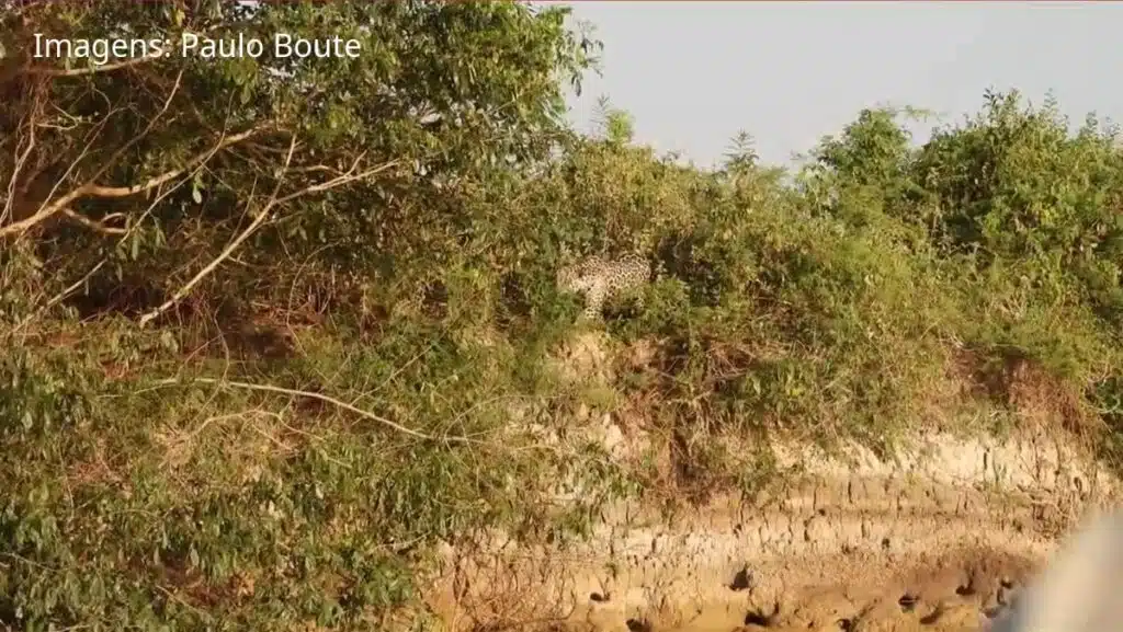 Onça analisando a presa na beira do rio