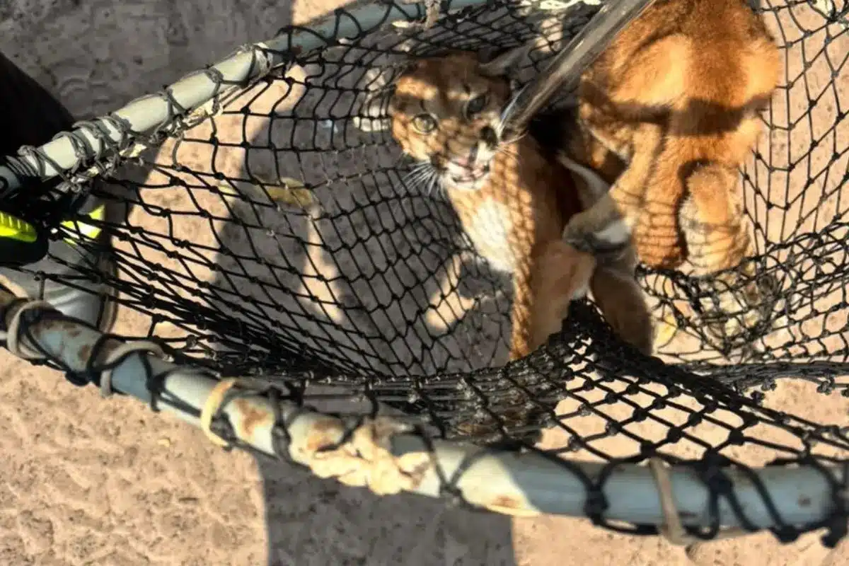 Onça-parda ferida encontrada em chácara de Mato Grosso