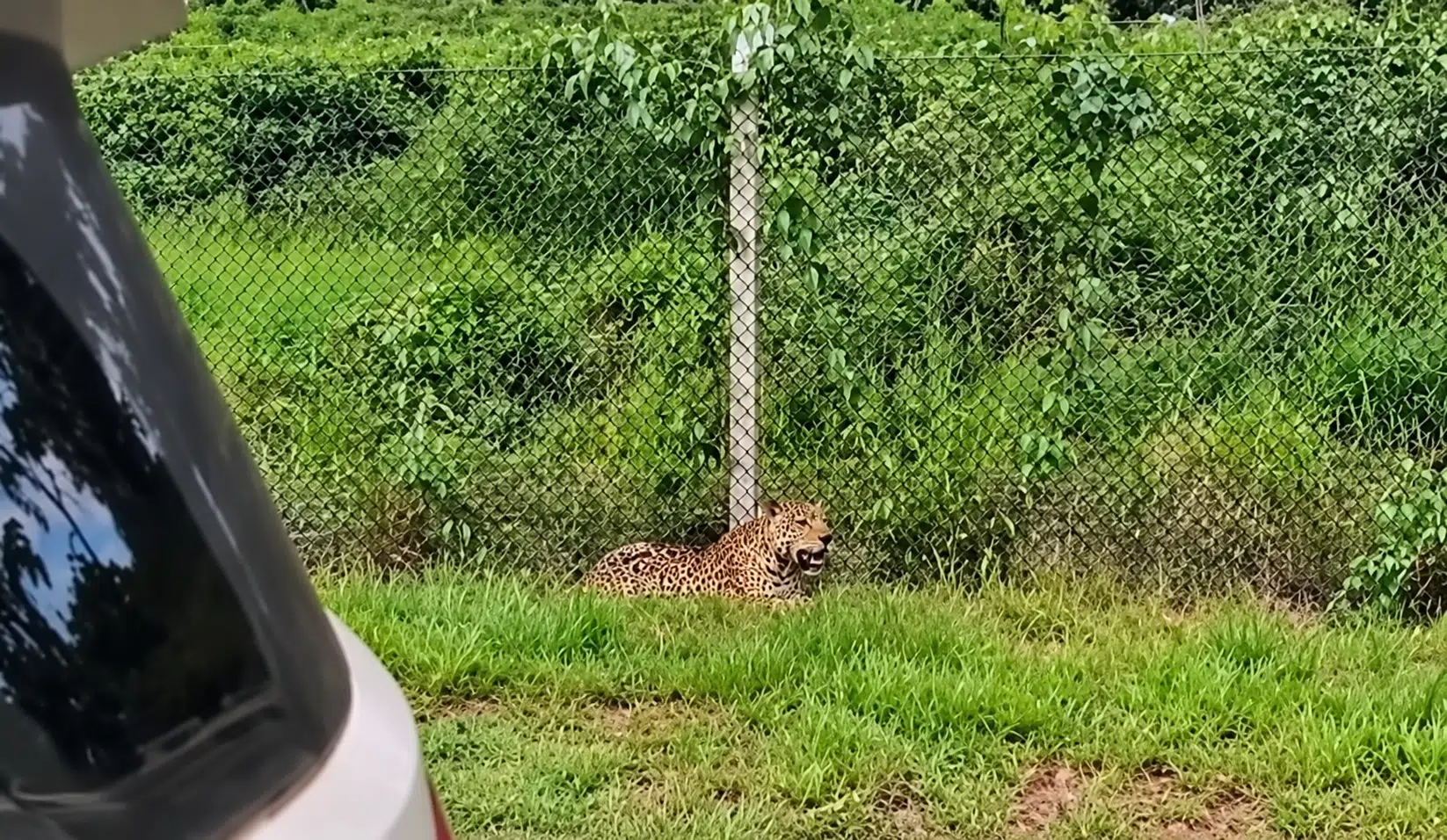 Onça-pintada às margens da rodovia, com a vegetação ao fundo
