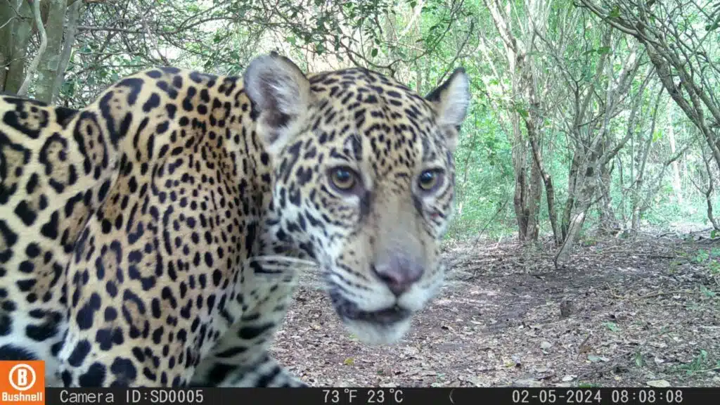 On%C3%A7a%20encontra%20c%C3%A2mera%20escondida%20no%20Pantanal%20e%20surpreende