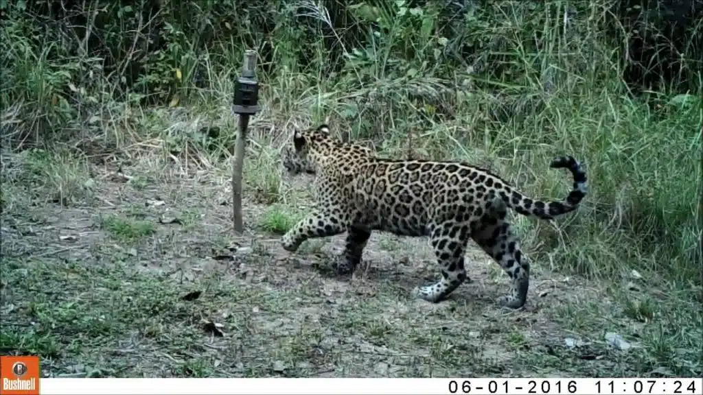 Filhote passando por câmera de monitoramento no Pantanal.