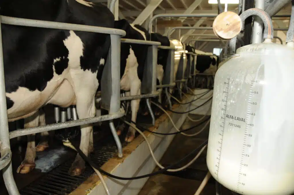 Ordenha mecanizada de vacas holandesas.