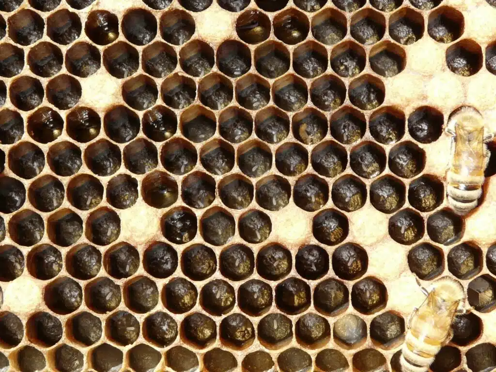 Ovos de abelha em células do favo analisados em pesquisa sobre pesticidas