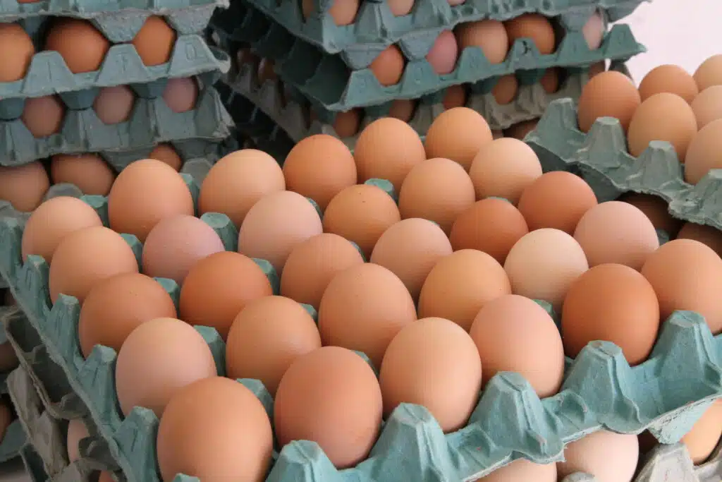 Ovos em granja brasileira durante recorde de produção em 2026