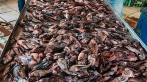peixe leão