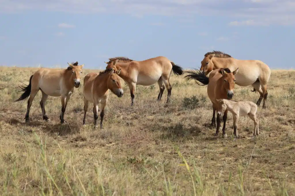 Potros de cavalos-de-Przewalski junto a animais adultos no Cazaquistão