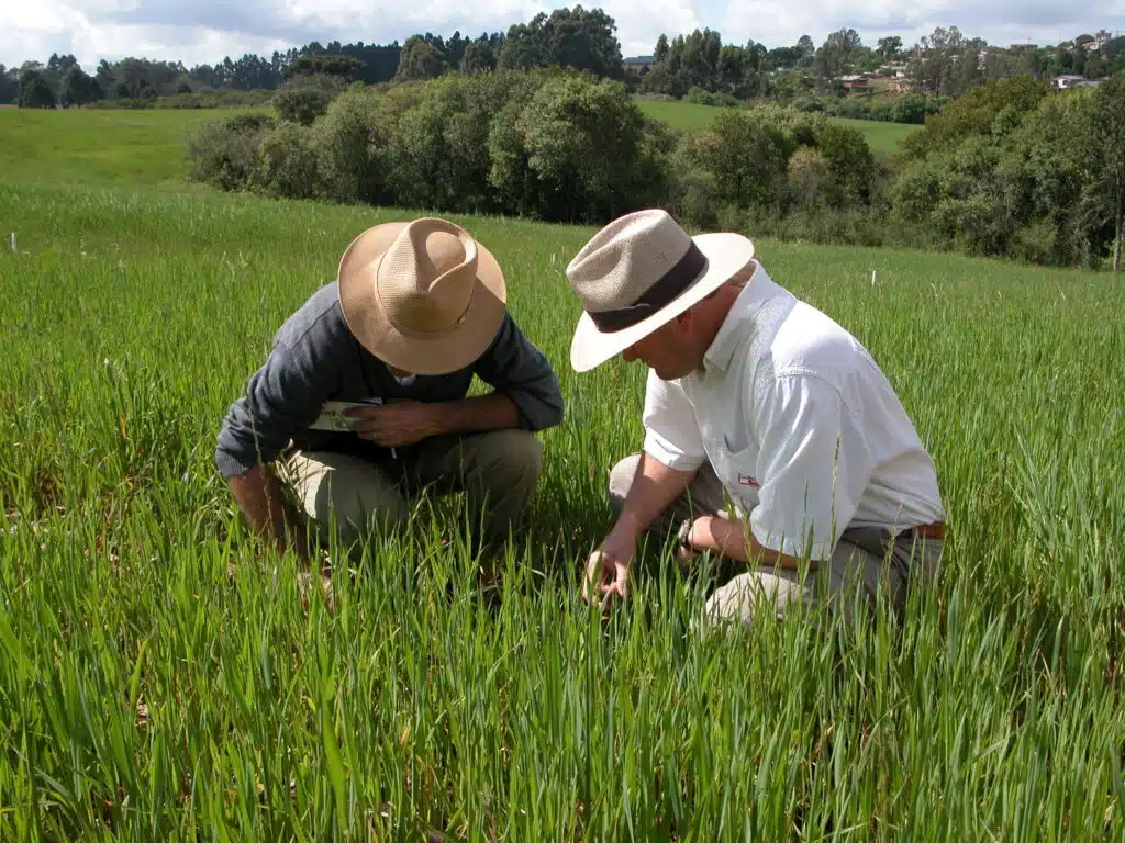 Produtores avaliando lavoura de cereal.