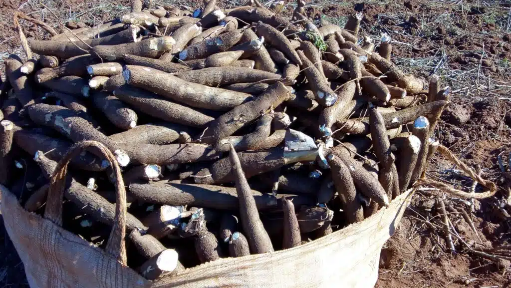 Raízes de mandioca destinadas à produção de farinha e fécula no Brasil