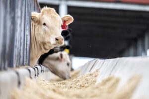 ração bovina