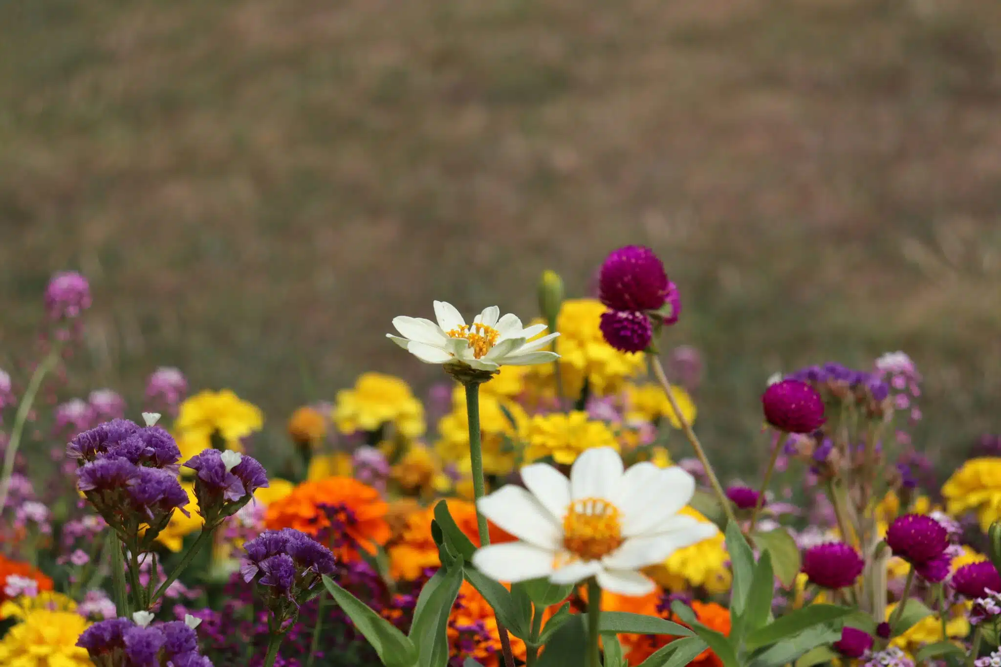 primavera
