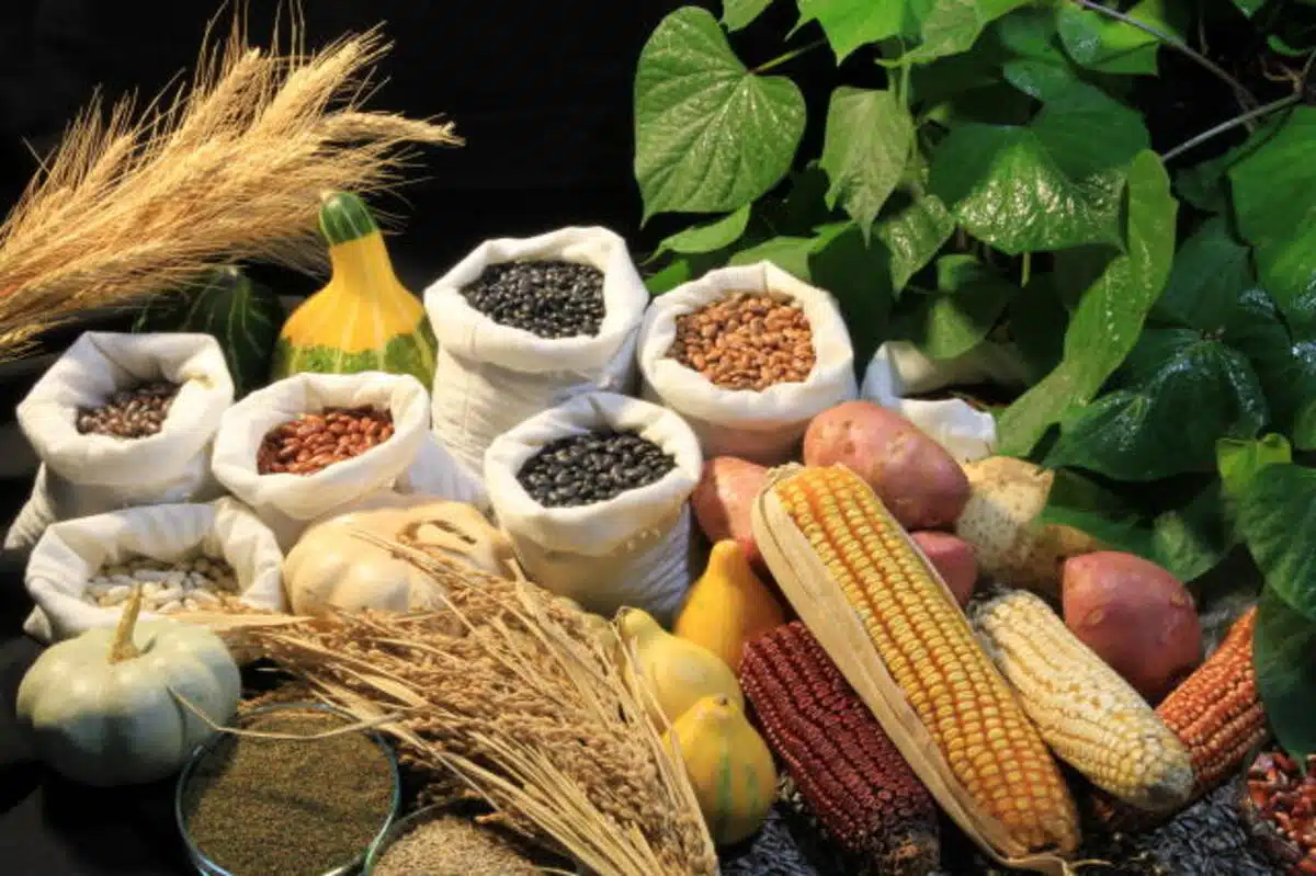 Arranjo com sementes, feijão, milho, arroz, batata