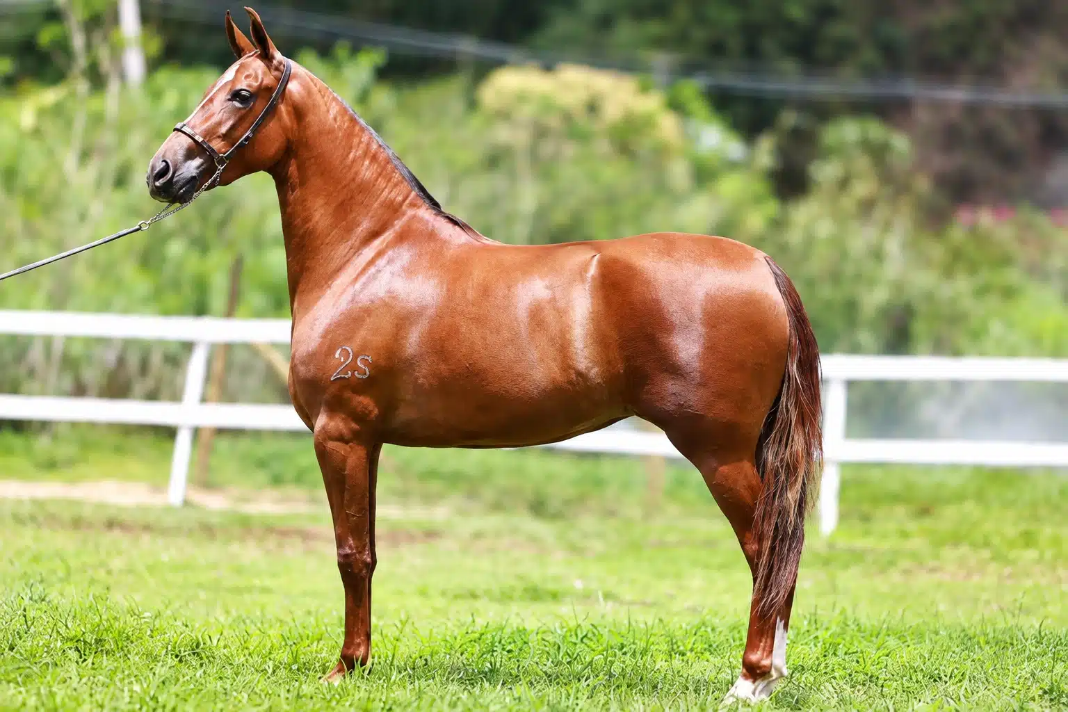 Cavalo%20brasileiro%20vira%20gigante%20e%20supera%20800%20mil%20registros