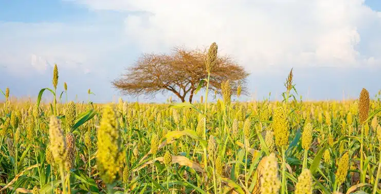 Plantação de Sorgo