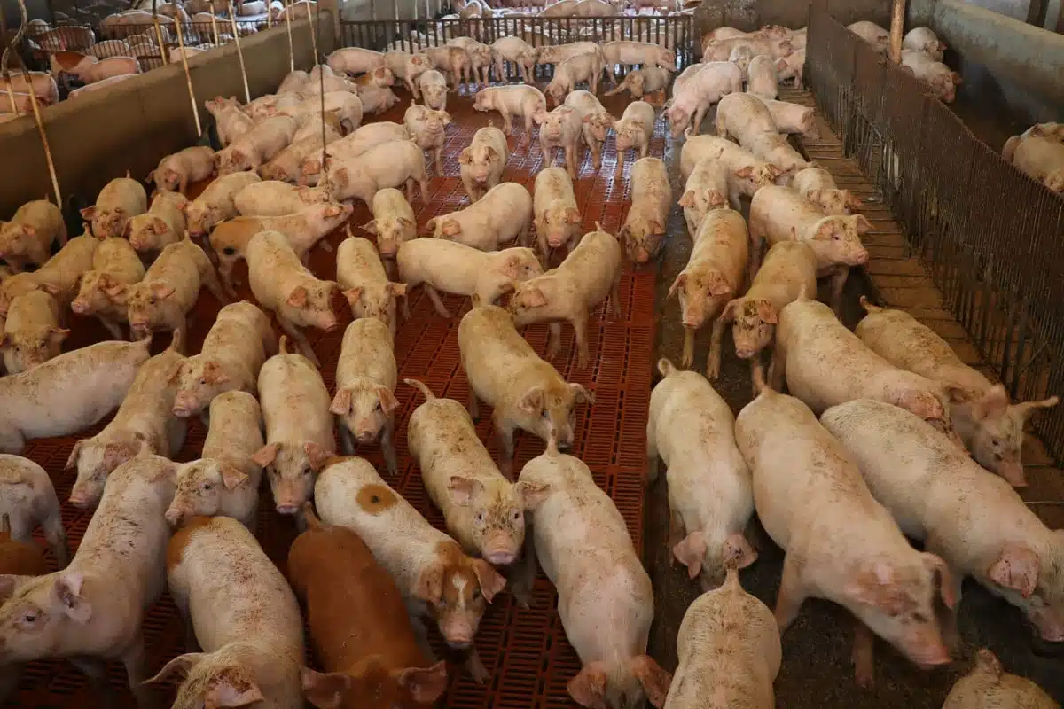 criação de suínos, com vários animais saudáveis em primeiro plano