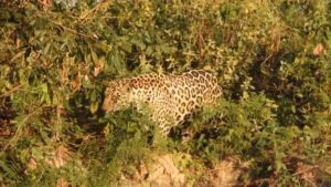 Onça-pintada observa anta a poucos metros no Pantanal de Mato Grosso