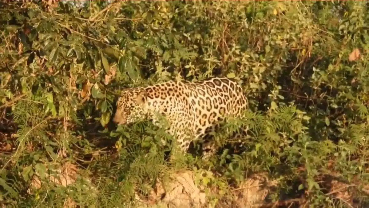 On%C3%A7a%20fica%20frente%20a%20frente%20com%20anta%20no%20Pantanal%20e%20desiste%20do%20ataque